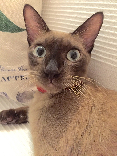 赤い星柄の首輪をつけたシャム猫