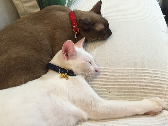 セーフティ首輪をつけた白猫とシャム猫