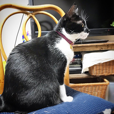 和風な首輪をした白黒猫