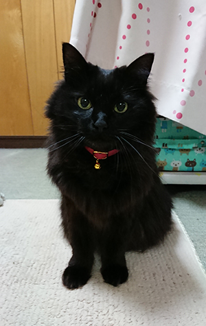 ピンクのセーフティ首輪をした長毛の黒猫