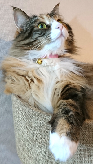 ピンクの安全首輪をした長毛の猫