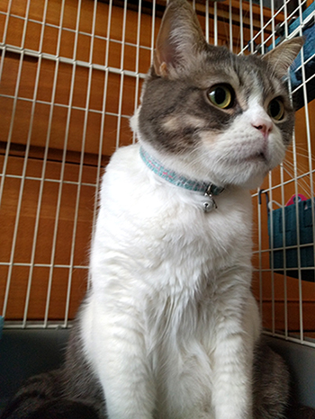パステルカラーのセーフティ首輪をした猫