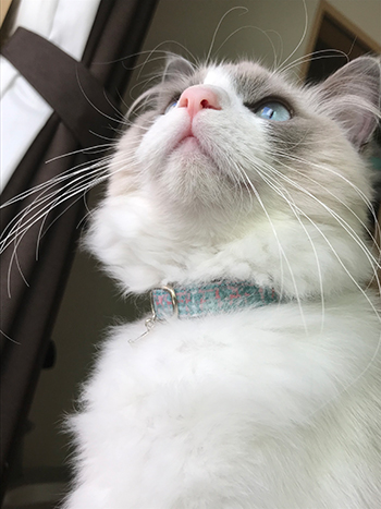 セーフティ首輪をしたラグドールの猫