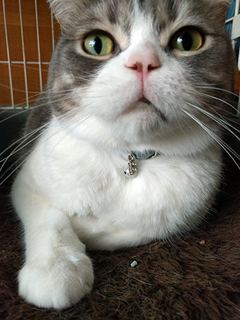 水色の首輪をした猫
