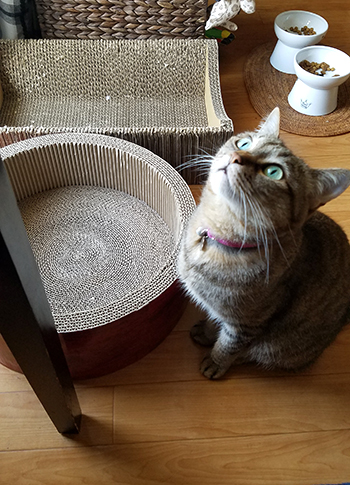 首輪をした猫