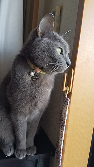 首輪をした猫