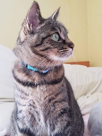 セーフティ首輪をした猫