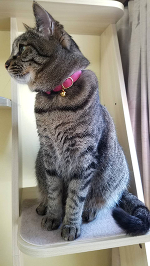 ピンクの首輪をした猫