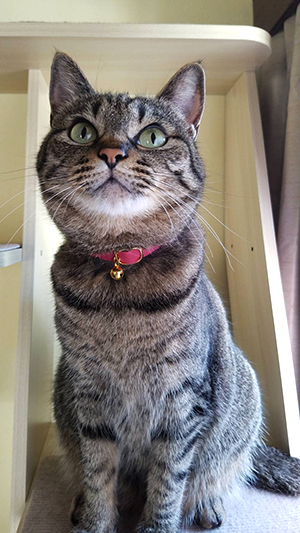 ピンクの安全首輪をした猫