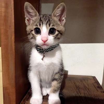 子猫用首輪をした子猫ちゃん