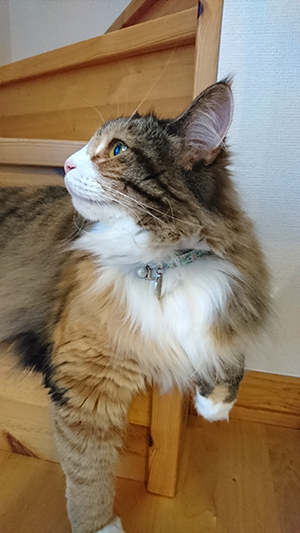 首輪をした長毛の猫