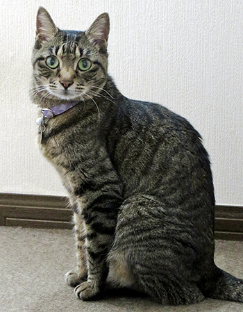 紫色のセーフティ首輪をした猫