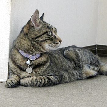 紫色のセーフティ首輪をした猫