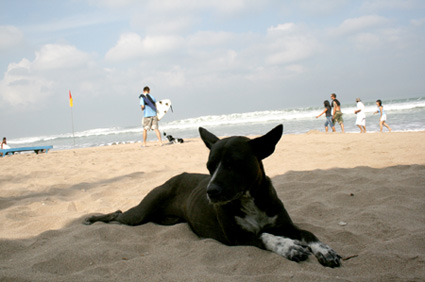 朝のクタビーチと野良犬