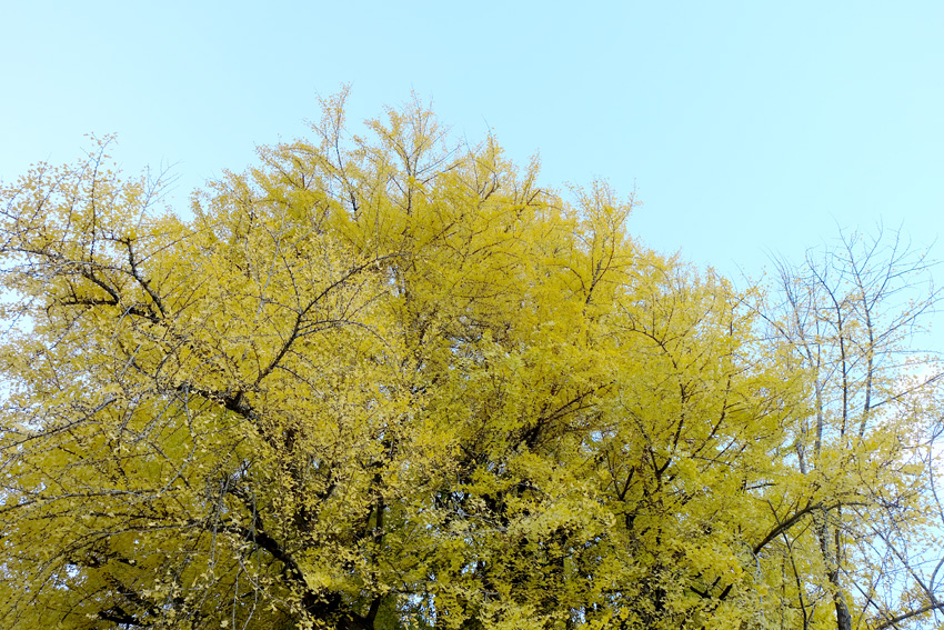 DSCF0287.jpg