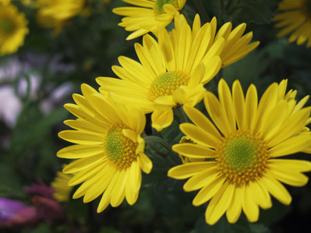 IMGP3125.jpg