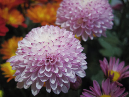 IMGP3167.jpg