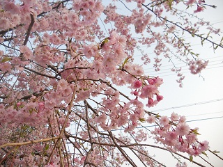 しだれ桜