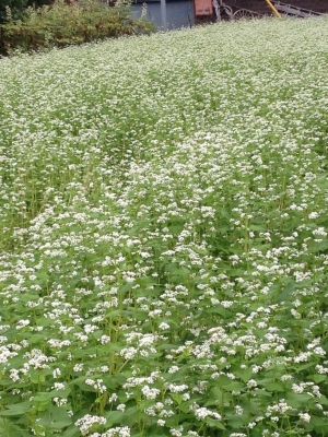 そばの花