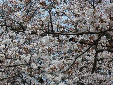 桜