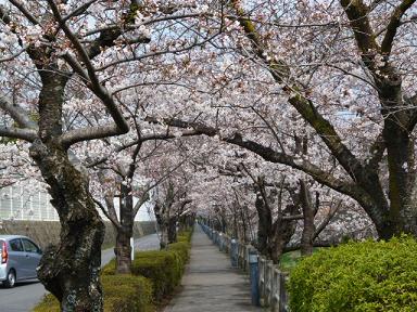 桜
