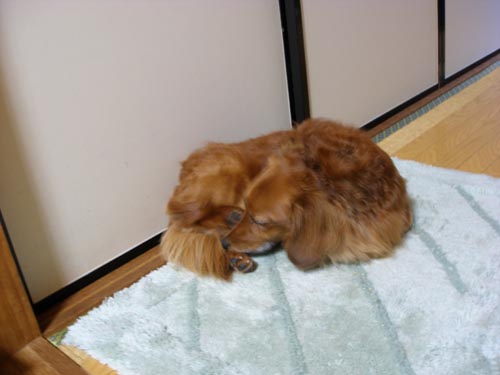 アンヨでお耳カキカキも出来るんやでぇ〜