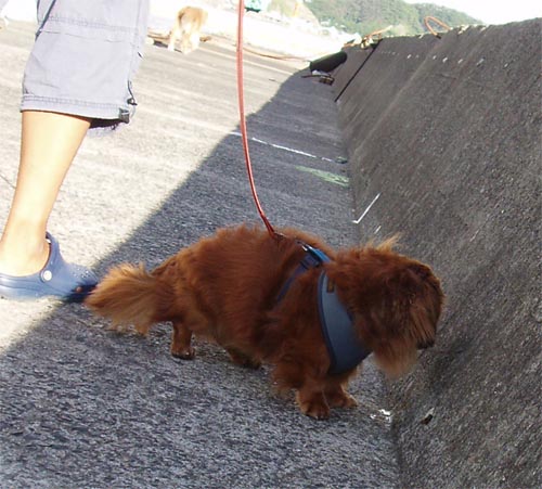 太ももガシッと筋肉付いてきましたよ