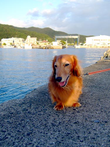 夕陽で輝くcoo