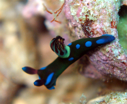 ミドリリュウグウウミウシ yg
