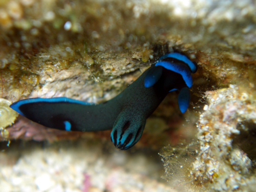ミドリリュウグウウミウシ