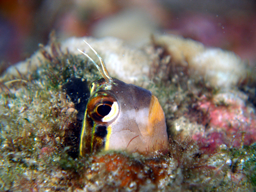 ヒトスジギンポ