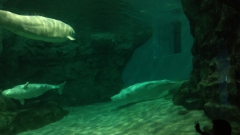 名古屋港水族館2