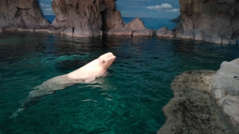 名古屋港水族館3