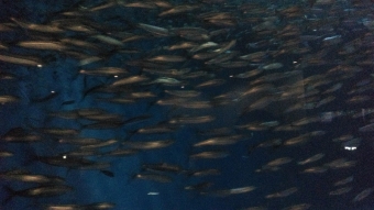 名古屋港水族館5