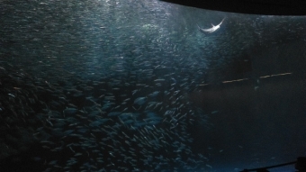 名古屋港水族館6