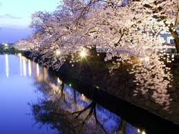 信州桜 松本城