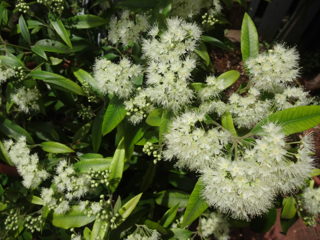 レモンマートルの花が咲いた おかち徒然日記