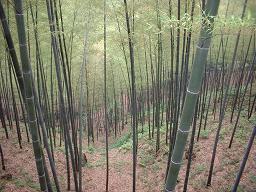 宜興『竹海』 どこまでも続く竹林