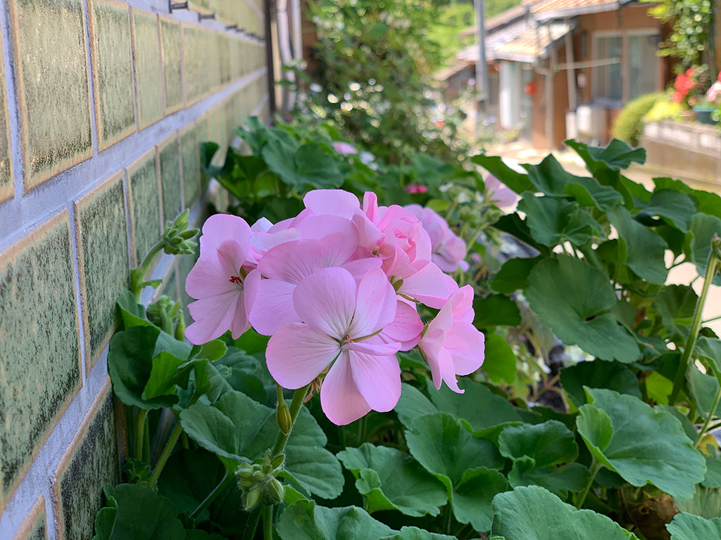 高知県 仁淀川町 長者 大銀杏 棚田 土佐のマチュ・ピチュ JA キャラバン だんだんの里