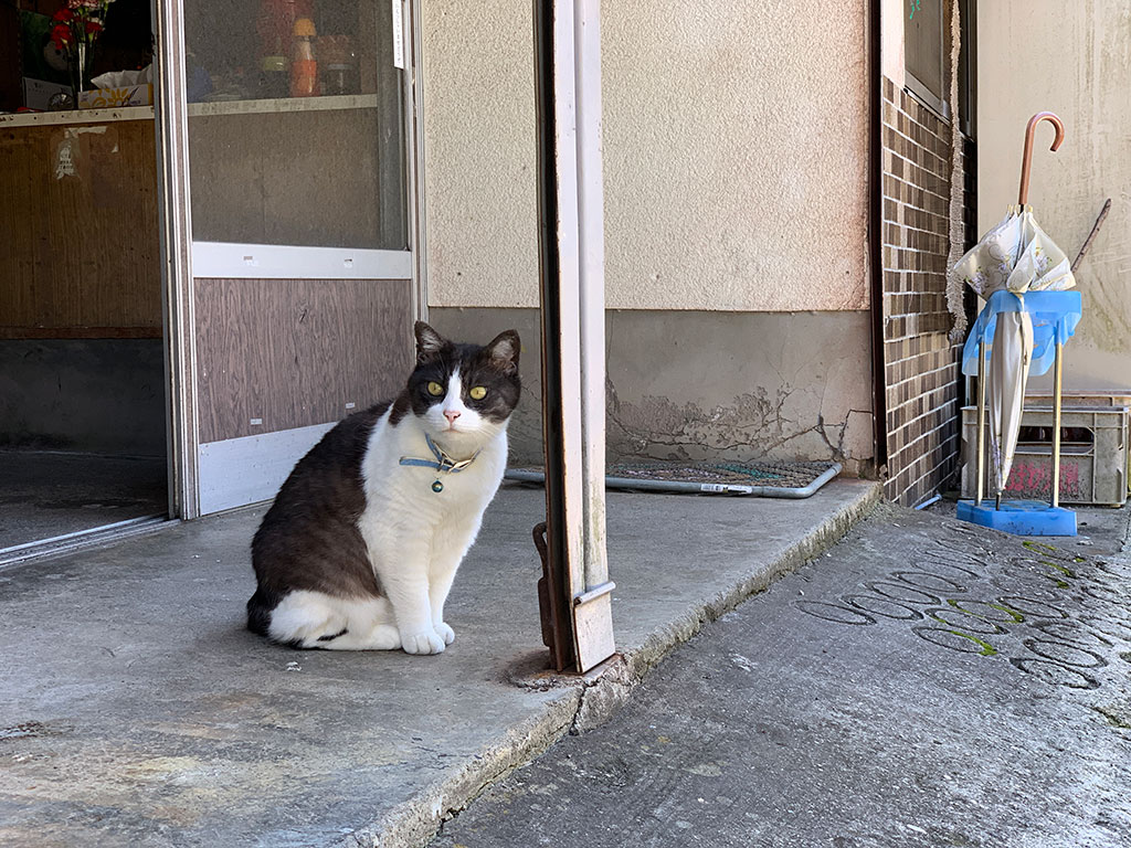 高知県 仁淀川町 長者 大銀杏 棚田 土佐のマチュ・ピチュ JA キャラバン だんだんの里