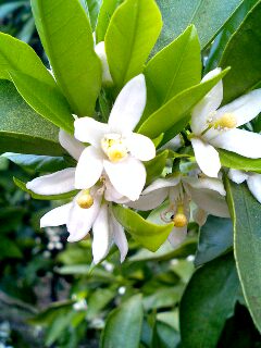 蜜柑の花
