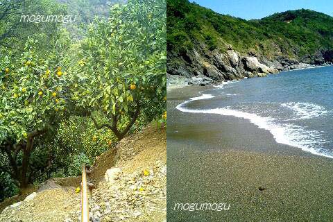 蜜柑の木と密柑山の近くの浜
