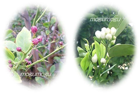 レモンと蜜柑の蕾