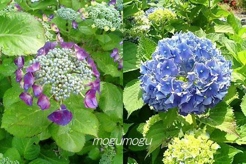 紫陽花