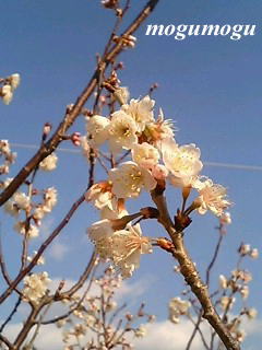 さくらんぼの花