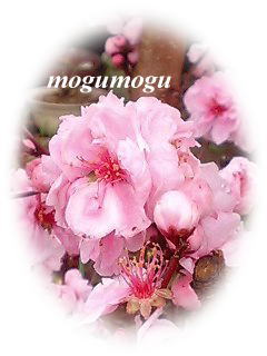 桃の花