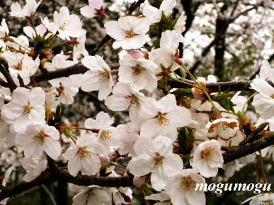 桜1