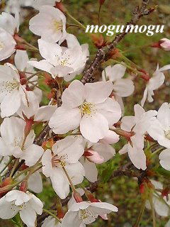 桜2