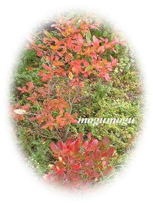 紅葉1