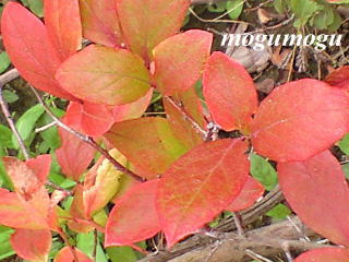 紅葉2